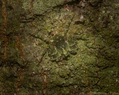 Stephanopis carcinoides