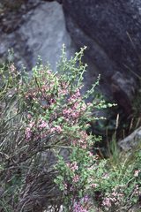 Carmichaelia odorata