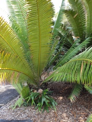 Dioon spinulosum