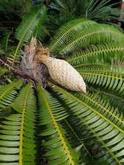 Dioon spinulosum