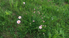 Erigeron caucasicus venustus