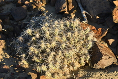 Grusonia aggeria