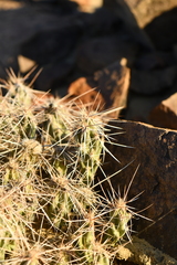 Grusonia aggeria
