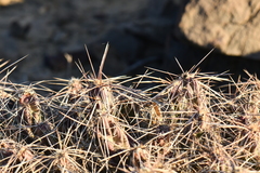 Grusonia aggeria