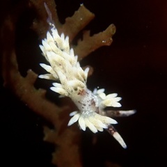 Cuthona hamanni