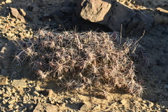 Grusonia aggeria