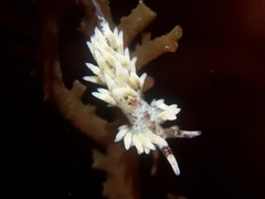 Cuthona hamanni