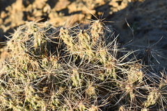 Grusonia aggeria