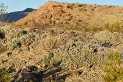 Grusonia aggeria