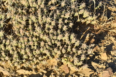 Grusonia aggeria