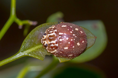Paropsis geographica