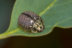 Paropsisterna decolorata