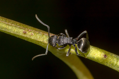 Polyrhachis phryne