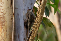 Climacteris erythrops