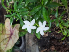 Tabernaemontana corymbosa