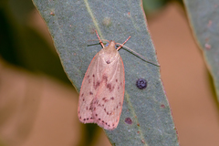 Garrha repandula