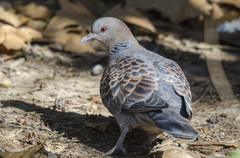 Streptopelia orientalis