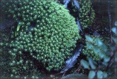 Bartramia mossmaniana