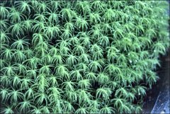 Bartramia mossmaniana