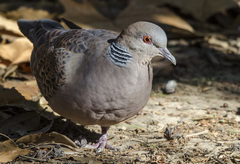 Streptopelia orientalis