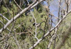 Aegithalos glaucogularis