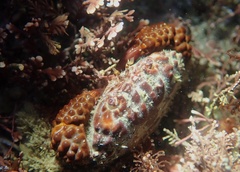 Paraxanthias taylori