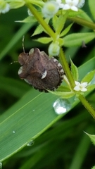 Dyroderes umbraculatus