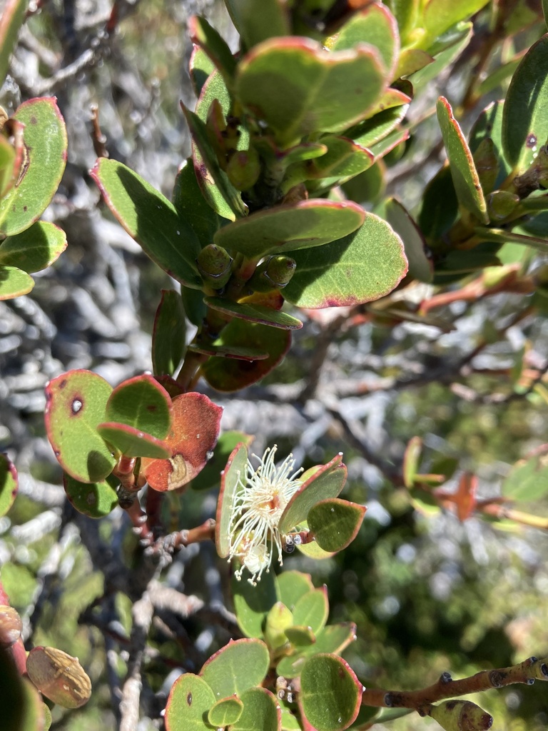 Varnished Gum from Hartz Mountains National Park, Southwest, TAS, AU on