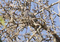 Streptopelia chinensis