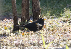 Turdus mandarinus