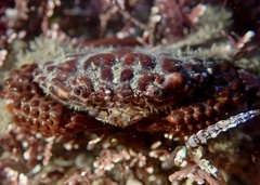 Paraxanthias taylori