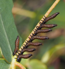 Paropsis aegrota elliotti