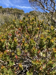 Eucalyptus vernicosa