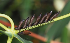 Paropsis aegrota elliotti