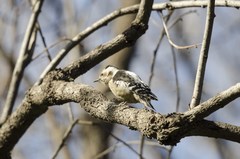 Yungipicus canicapillus