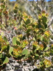 Eucalyptus vernicosa