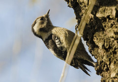 Yungipicus canicapillus