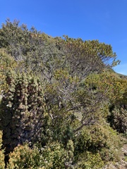 Eucalyptus vernicosa