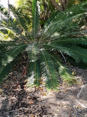 Encephalartos chimanimaniensis