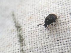 Bruchus luteicornis