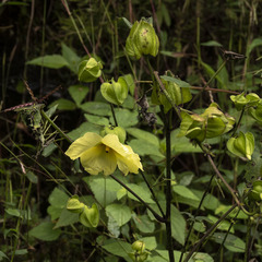 Abelmoschus angulosus
