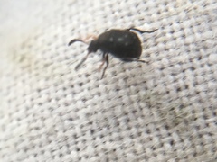 Bruchus luteicornis