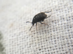 Bruchus luteicornis