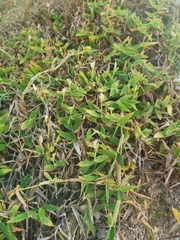 Thuarea involuta