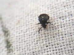 Bruchus luteicornis