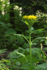 Tephroseris cladobotrys