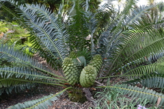 Encephalartos concinnus
