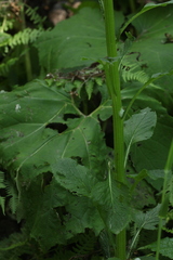 Tephroseris cladobotrys