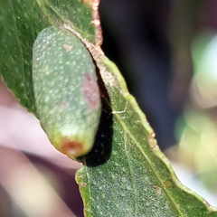 Apiomorpha spinifer