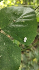 Niphopyralis